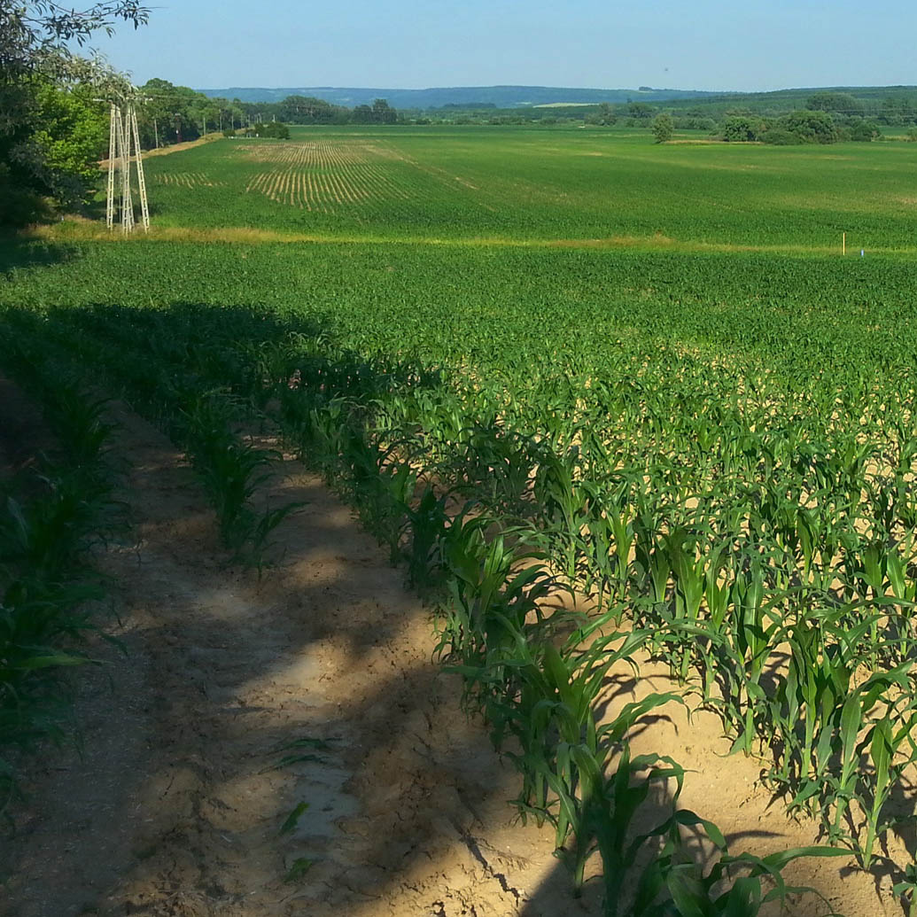 aszály monitoring a mezőgazdaságban